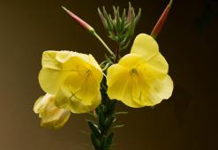 Aceite de onagra - el poder embellecedor de las flores amarillas