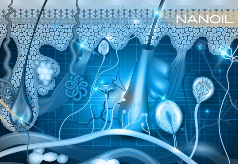 Anatomía del cabello. Parte 1: estructura interna del cabello subcutáneo