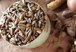 Aceite de babasú - cuidado de alta calidad para cabellos poco porosos