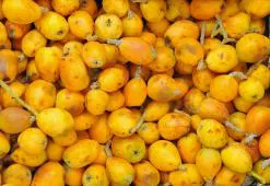 El aceite de Marula en el cuidado del cabello - maravilloso elixir rejuvenecedor