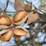 Cuidado Delicado de la Piel y el Cabello con Aceite de Almendras Dulces