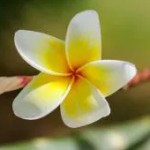 El aceite de Monoi en el cuidado del cabello -  impresionante y fragante llegado de Tahití